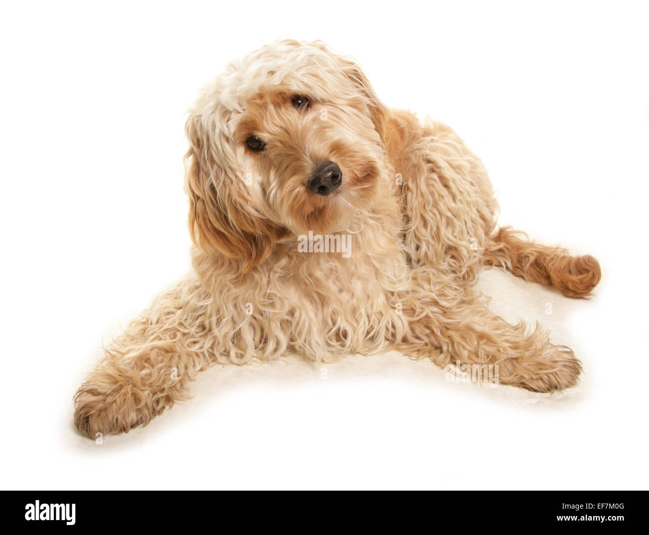 Cockerpoo High Resolution Stock Photography and Images - Alamy