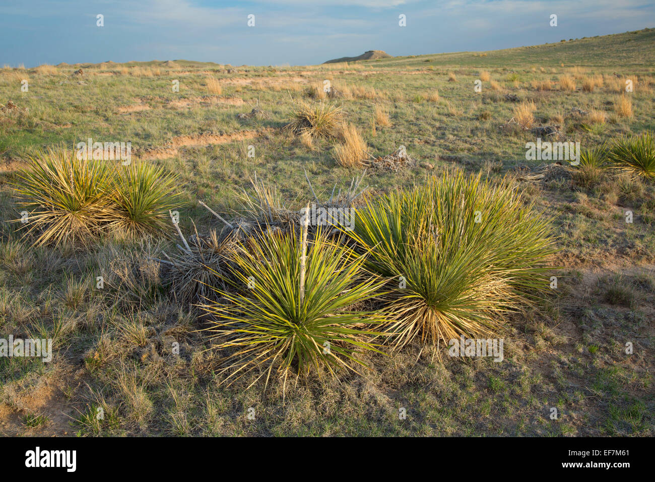 Soaptree yucca from Pawnee Buttes Trail, Pawnee National Grassland, Pawnee Pioneer Trails Scenic