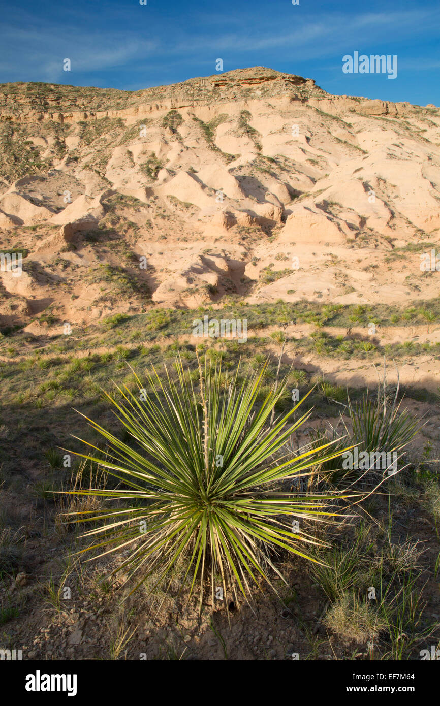 Chalk Bluffs with Soaptree yucca from Pawnee Buttes Trail, Pawnee