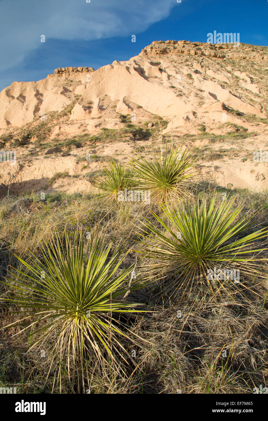 Chalk Bluffs with Soaptree yucca from Pawnee Buttes Trail, Pawnee