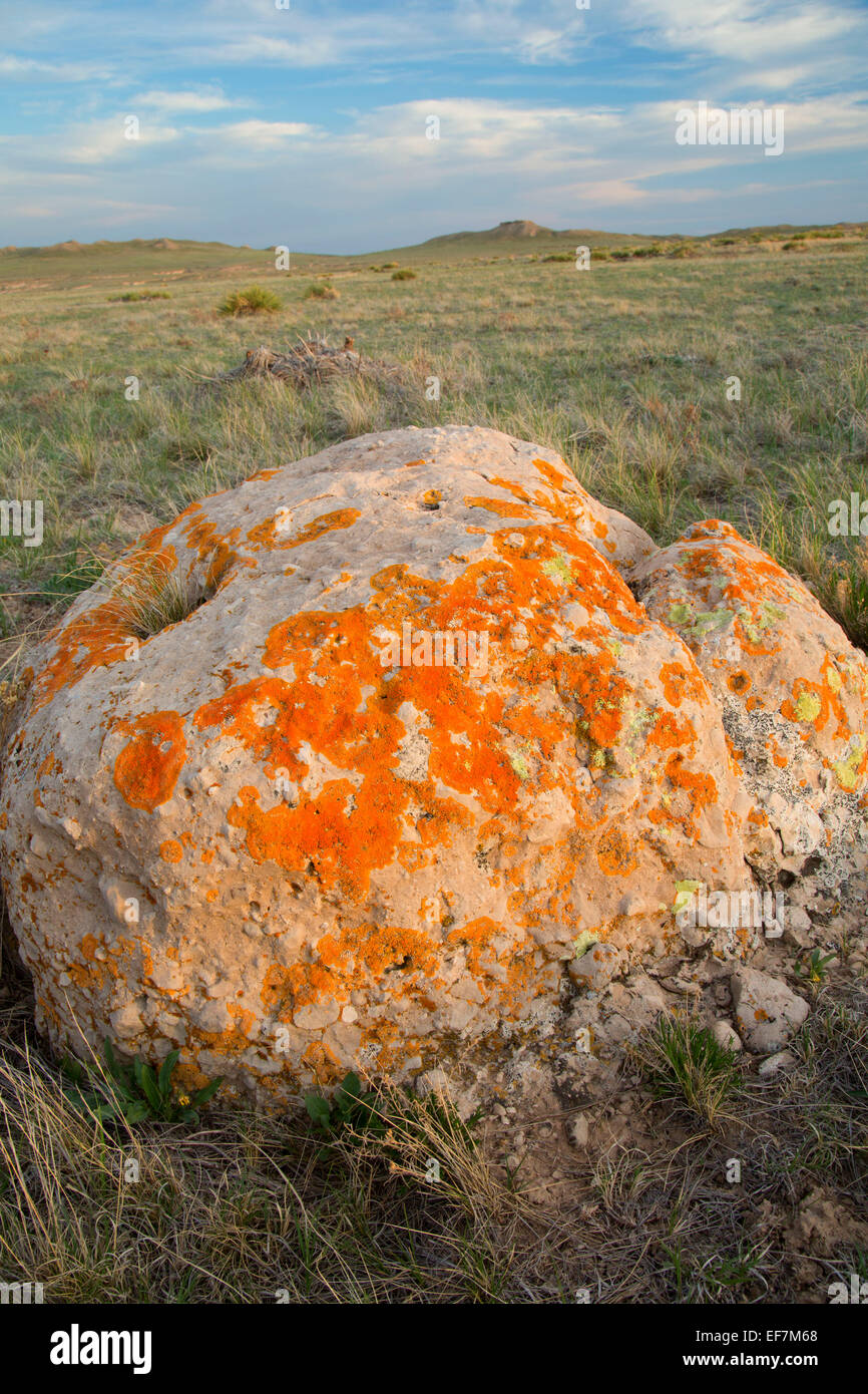 Lichen along Pawnee Buttes Trail, Pawnee National Grassland, Pawnee