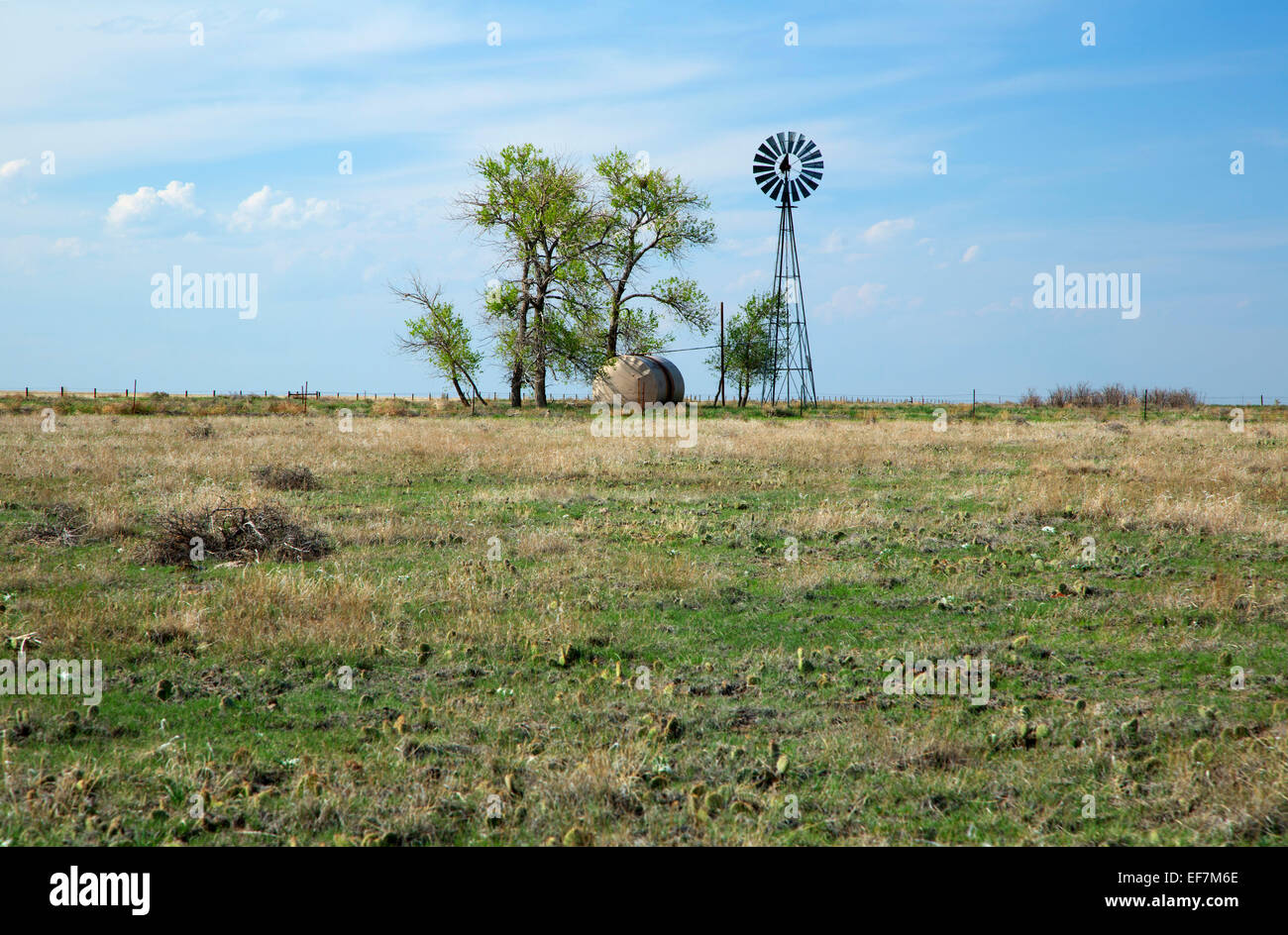 Windmill with tree stand, Pawnee National Grassland, Pawnee Pioneer Trails Scenic and Historic