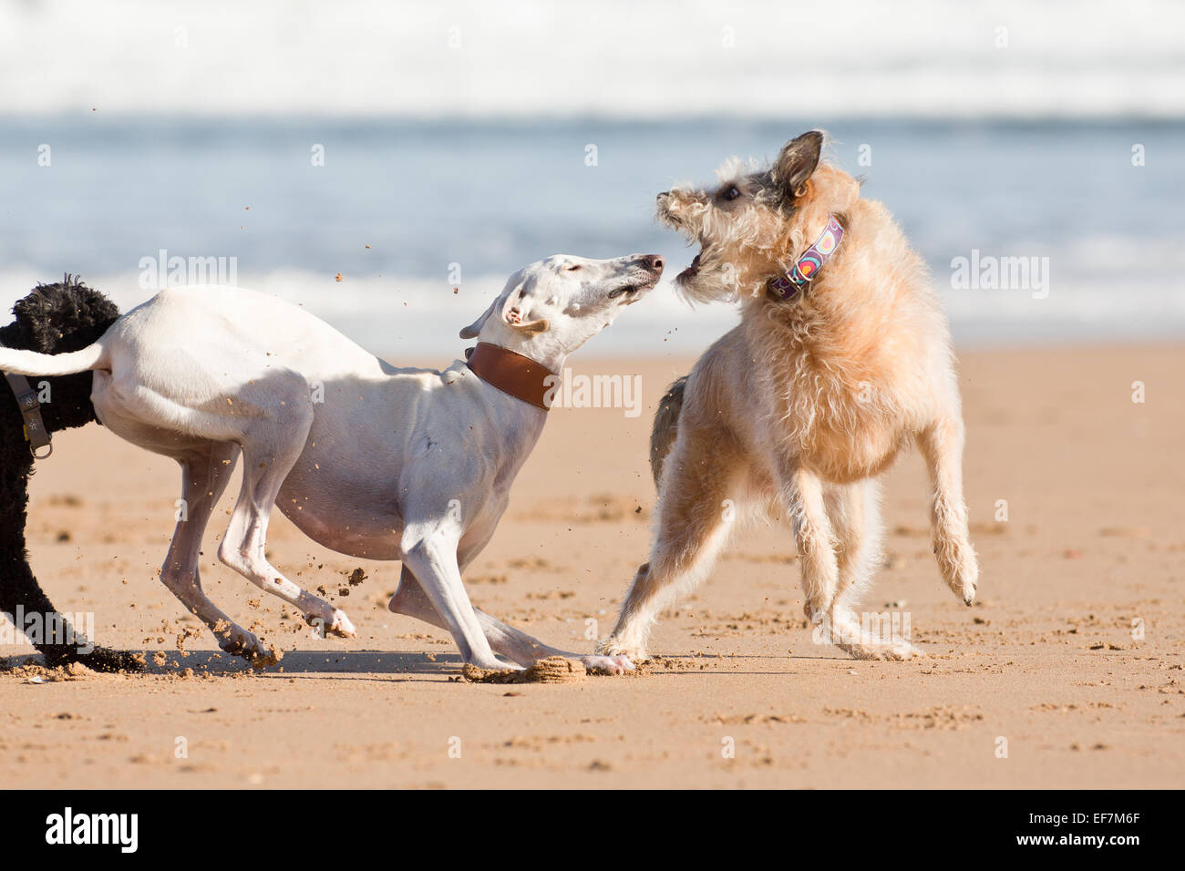 Gijon, Asturias, Spain. Dogs playing on San Lorenzo beach. Gijón has 38,675 dogs Stock Photo