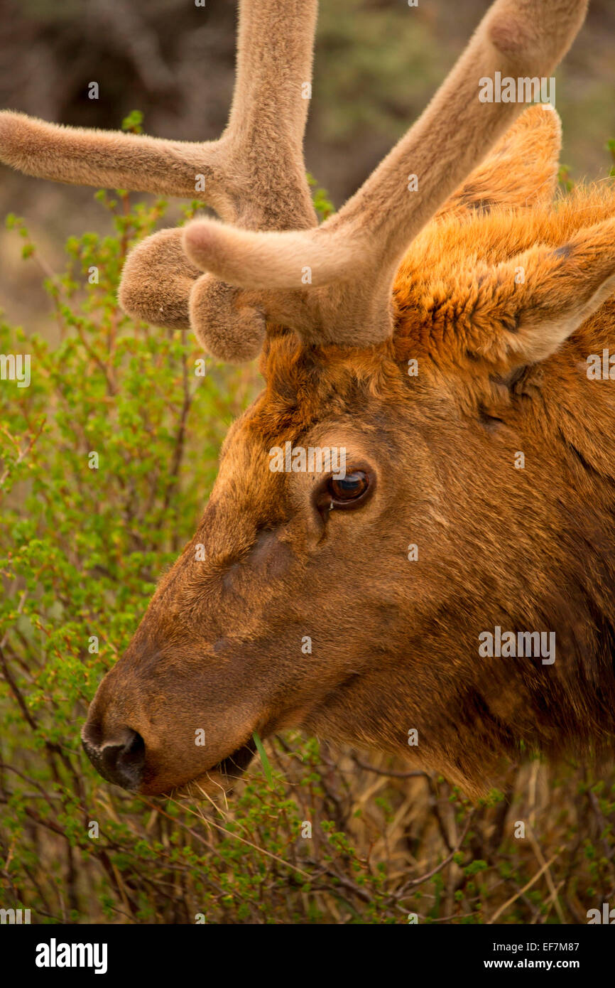 Elk rocky mountain national park hi-res stock photography and images ...