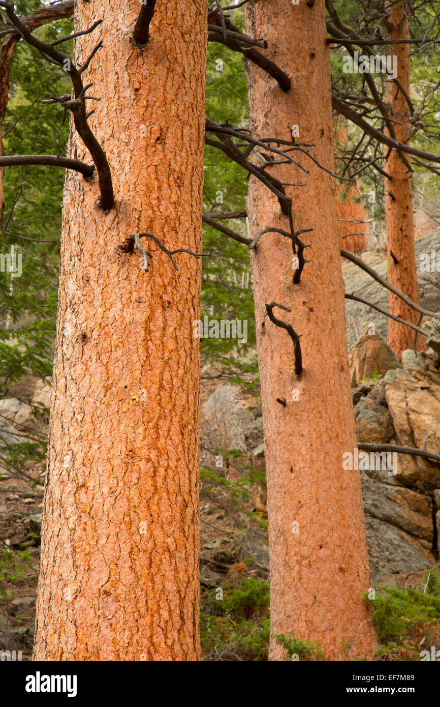 Rocky mountain ponderosa pine hi-res stock photography and images - Alamy