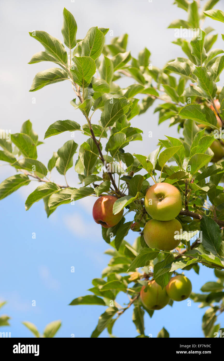 Dwarf apple trees hires stock photography and images Alamy