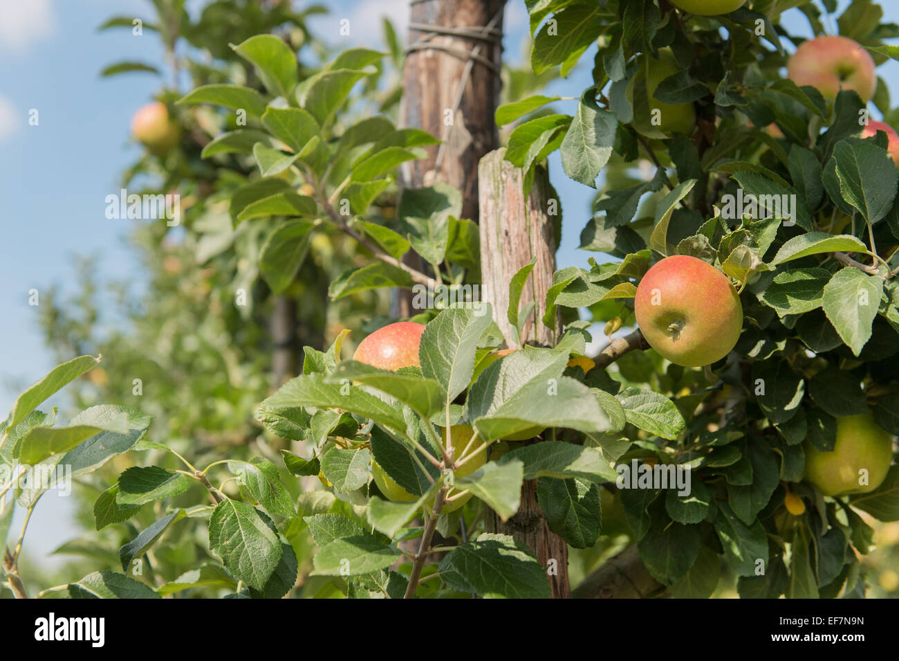 Apple orchard with ripe apples at the trees Stock Photo - Alamy