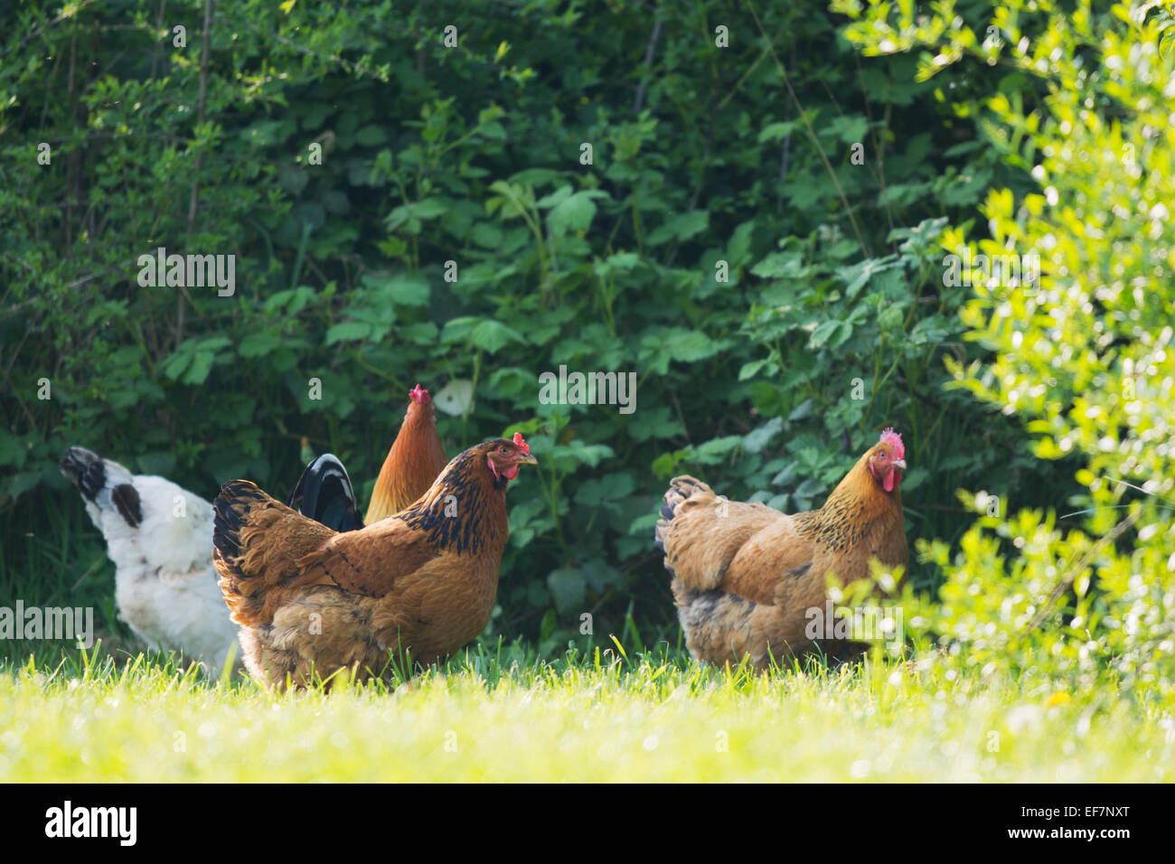 Rooster and chicken walking in nature environment Stock Photo - Alamy