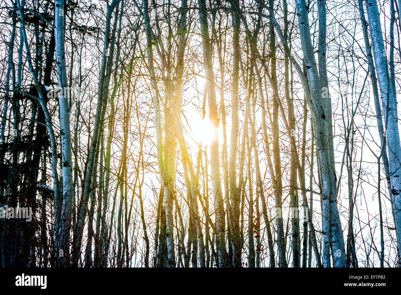 The sun shine through birch trees Stock Photo