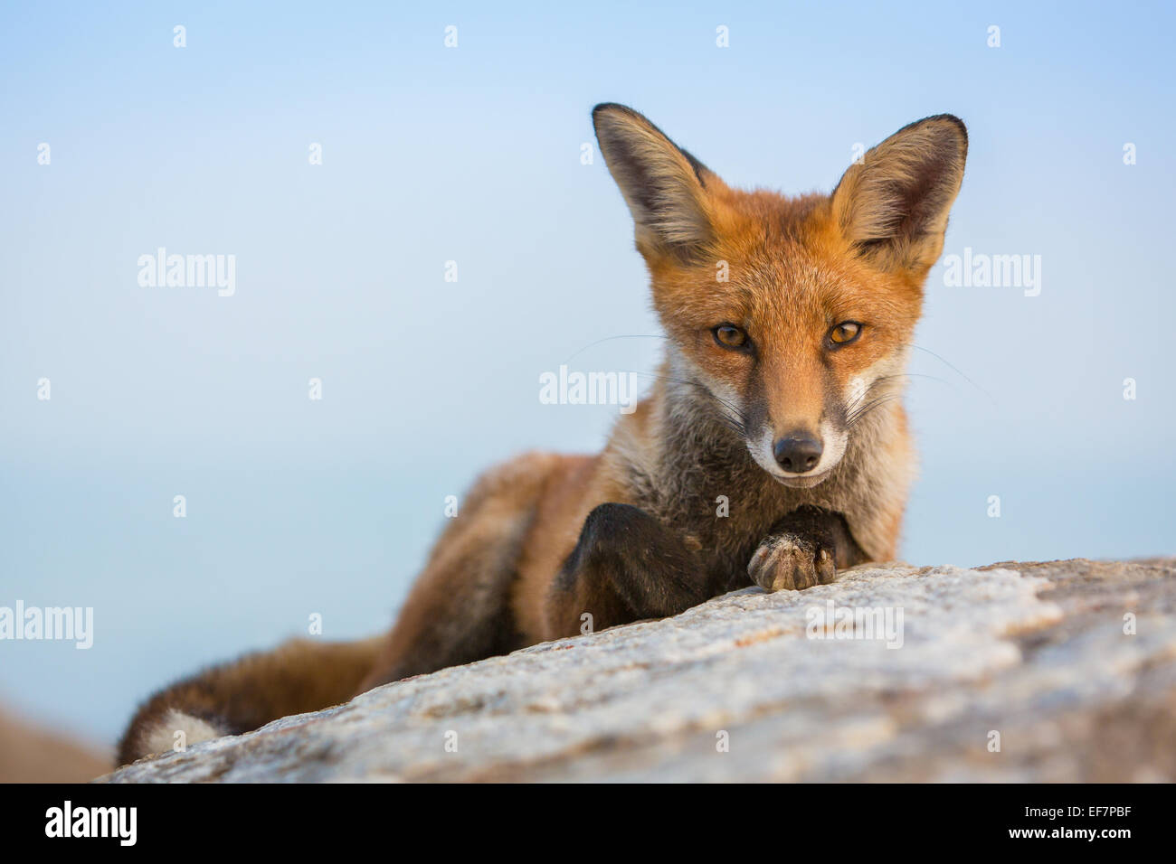 Red Fox resting, Isle of Wight Stock Photo