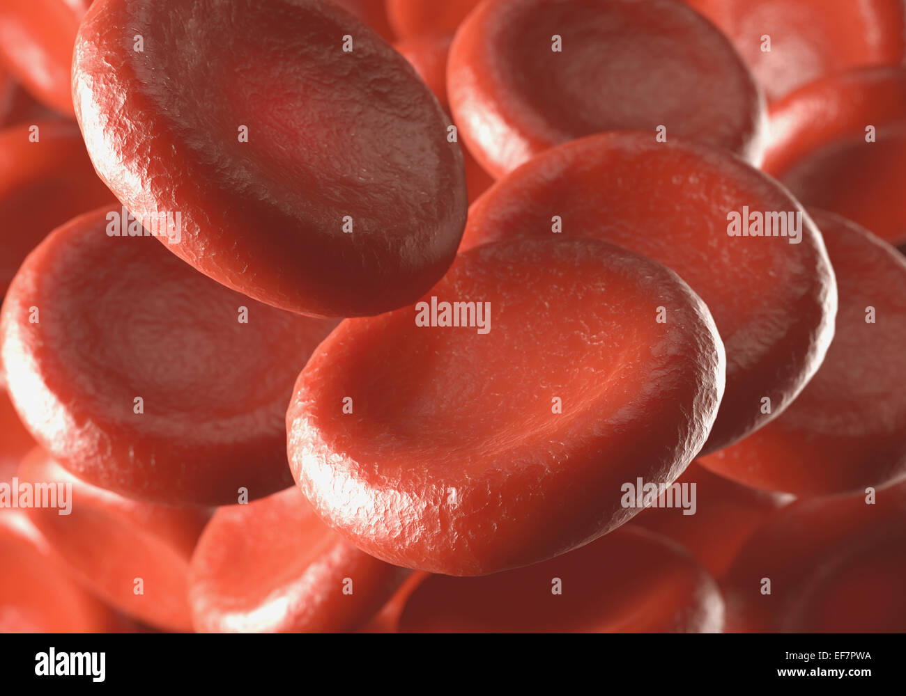 Red blood cells moving in blood vessels with depth of field. Stock Photo