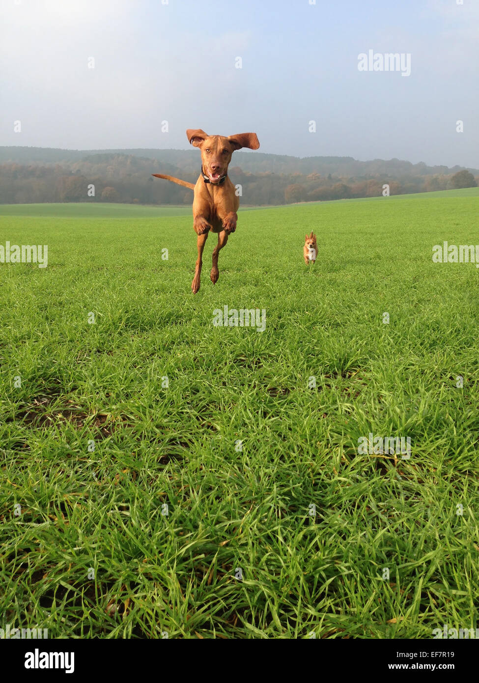 A Hungarian Vizsla jumping and Terrier Cross running on a grass field