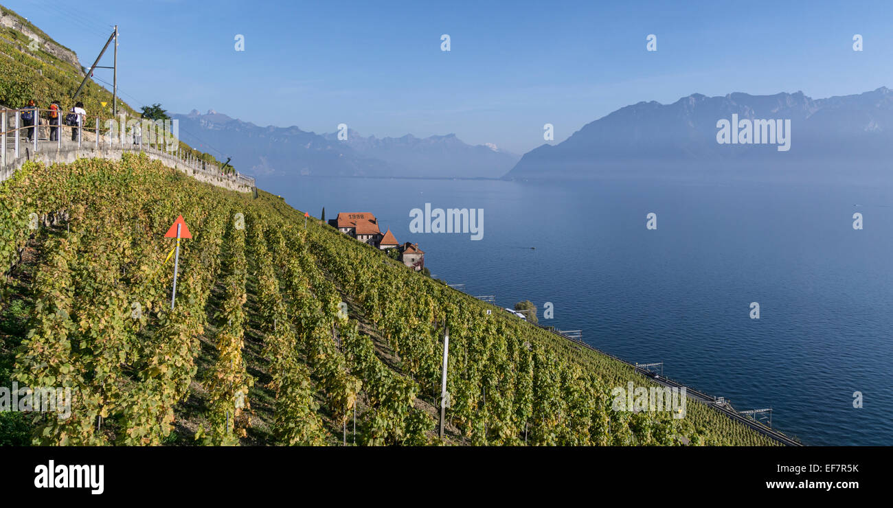 Clos des Abbayes, Dezaley, Vineyards , Lavaux region, Lake Geneva, Swiss Alps,  Switzerland Stock Photo