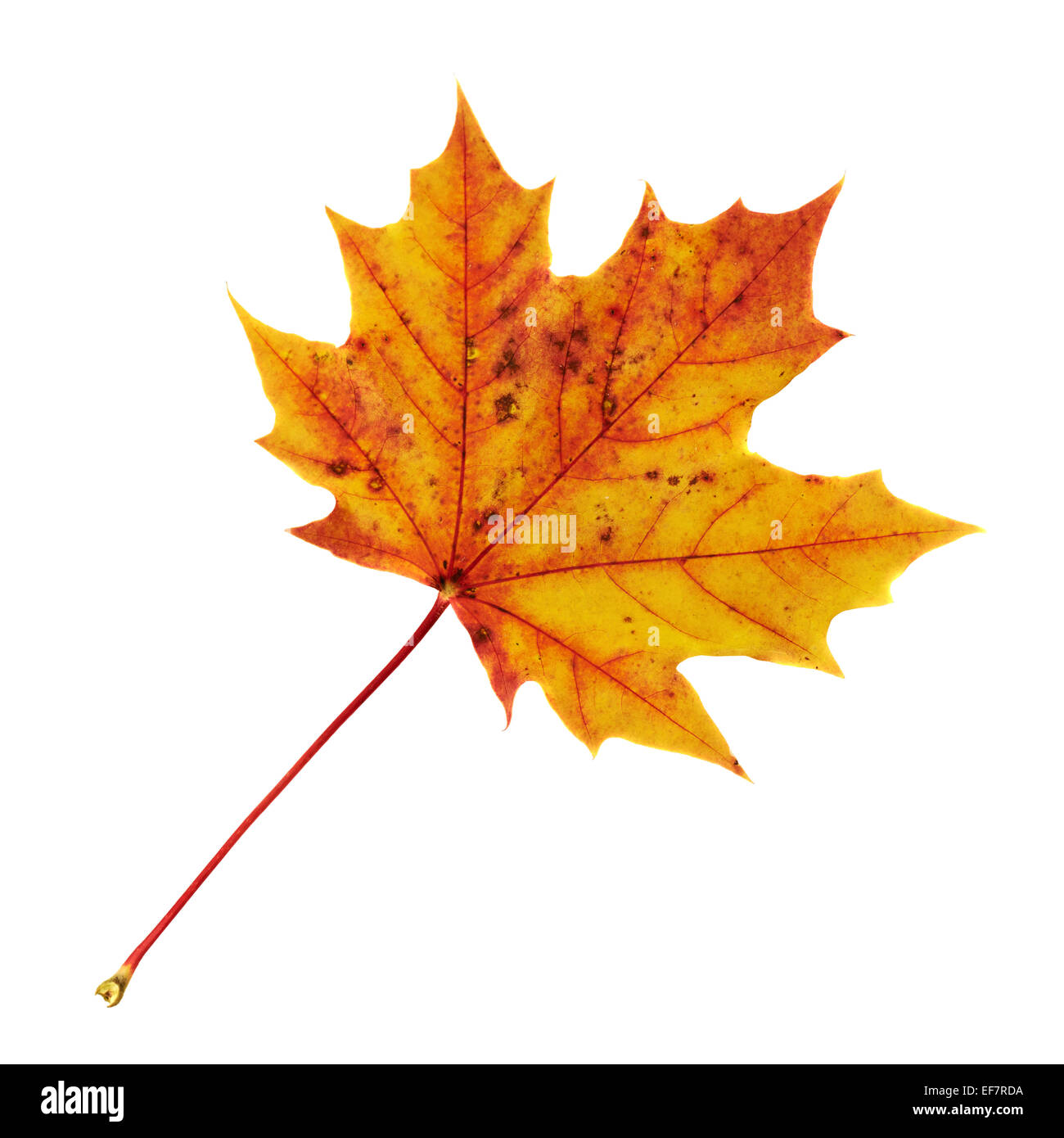 Maple-leaf isolated over white Stock Photo - Alamy