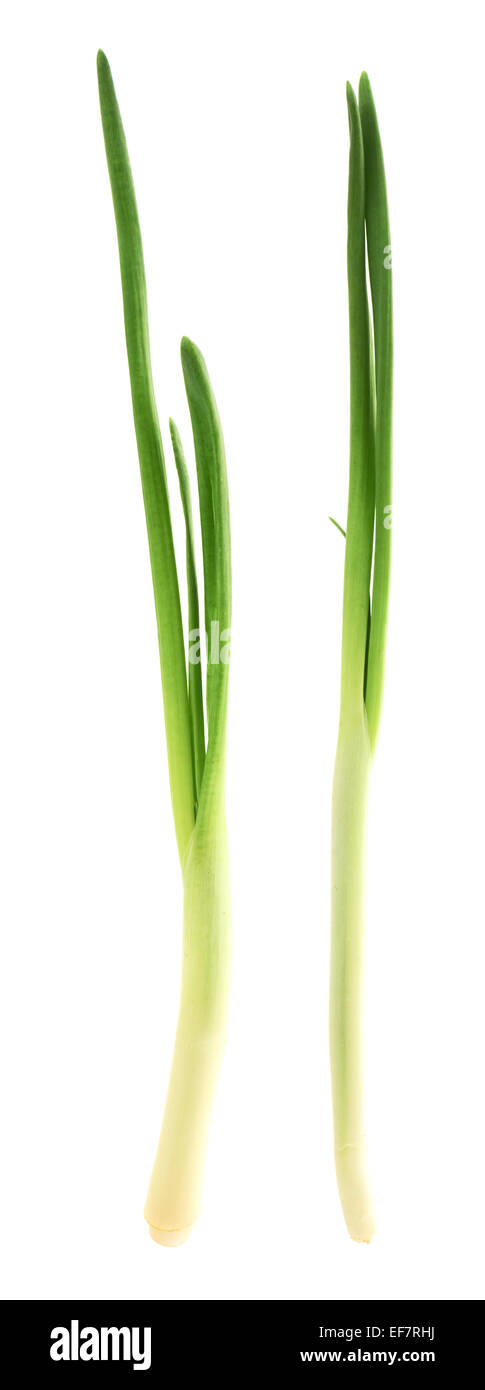 Fresh green loot isolated Stock Photo