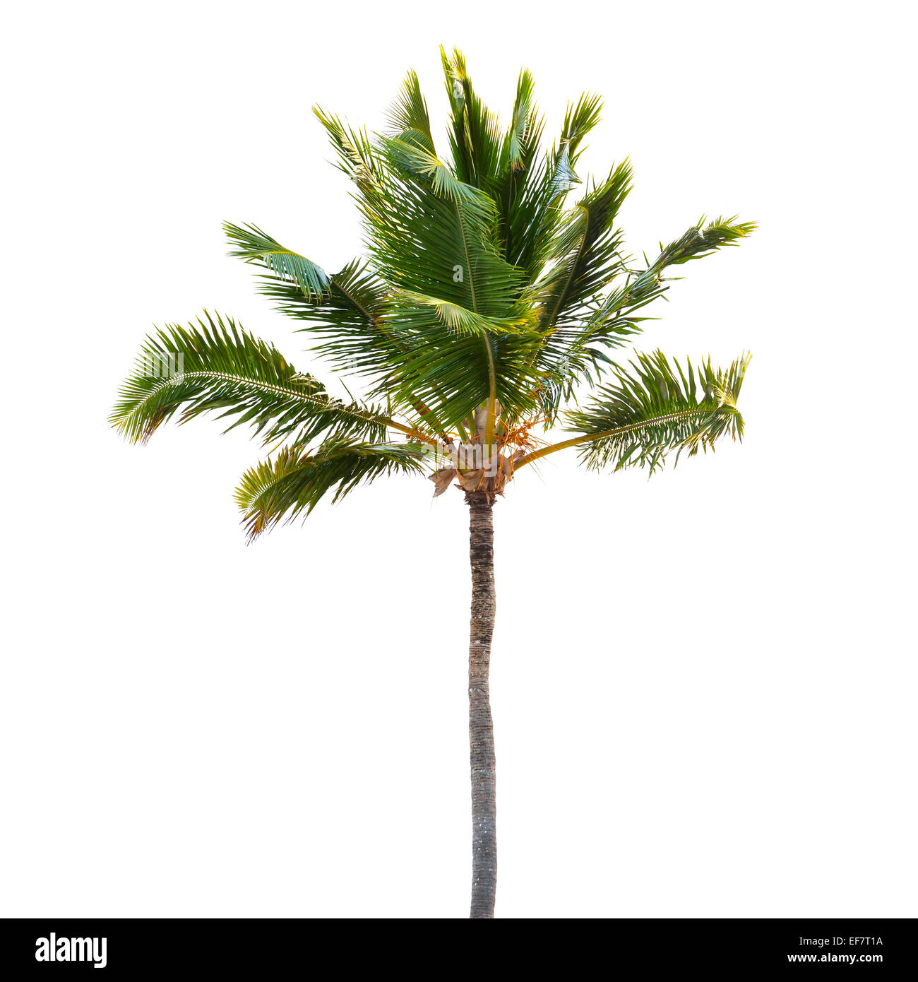 Coconut palm tree isolated on white background Stock Photo