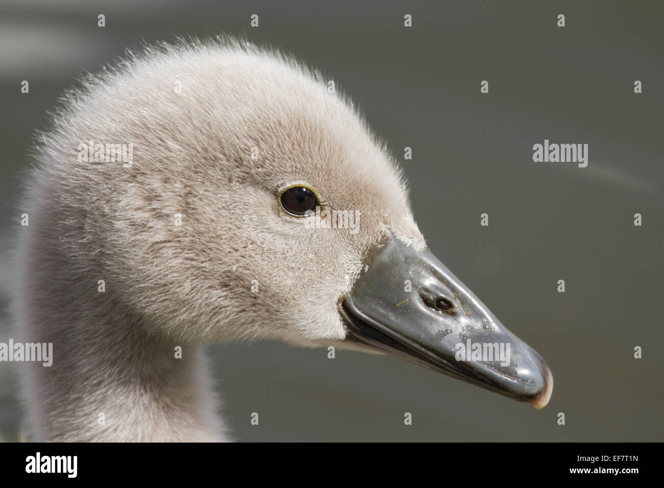 Mute swan cygnet close up portrait. Stock Photo