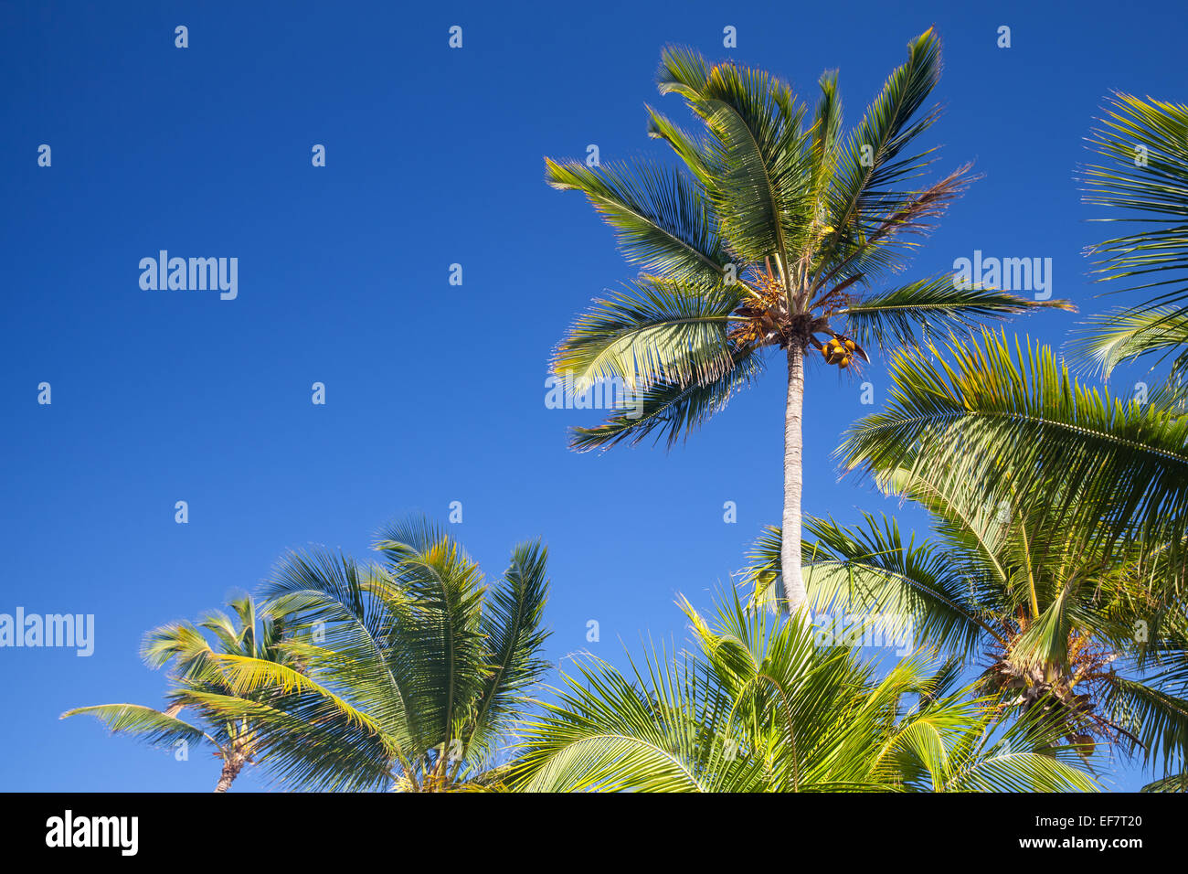 Coconut palm trees over clear blue sky. Natural photo background Stock Photo