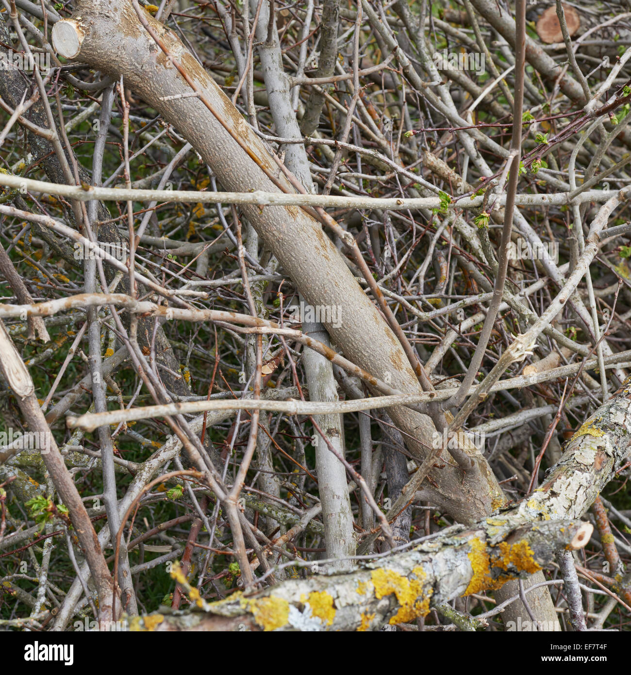 Pile of tree branches Stock Photo Alamy