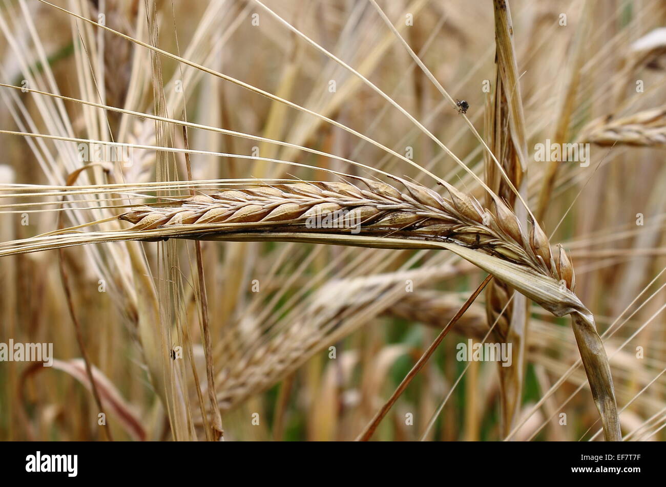 Ripe wheat ear on background of a cereal field Stock Photo