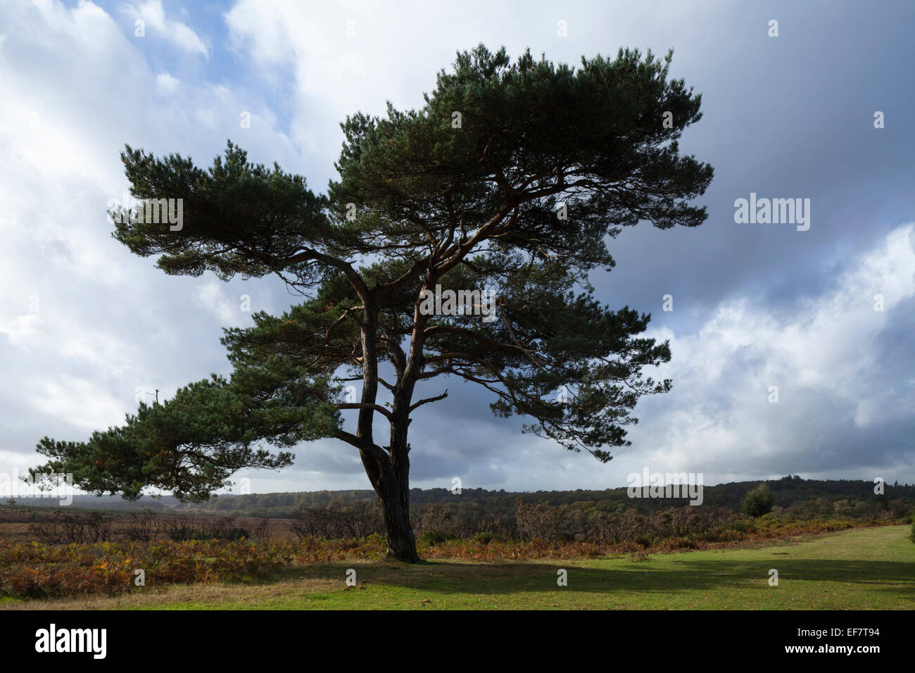 Lone pine tree and autumnal heathland views set against a slightly stormy sky at Bratley View in the New Forest National Park, Hampshire, England Stock Photo