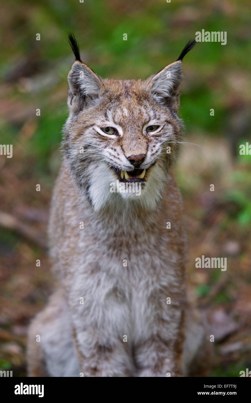 Close up portrait of European lynx / Eurasian lynx (Lynx lynx) hissing Stock Photo