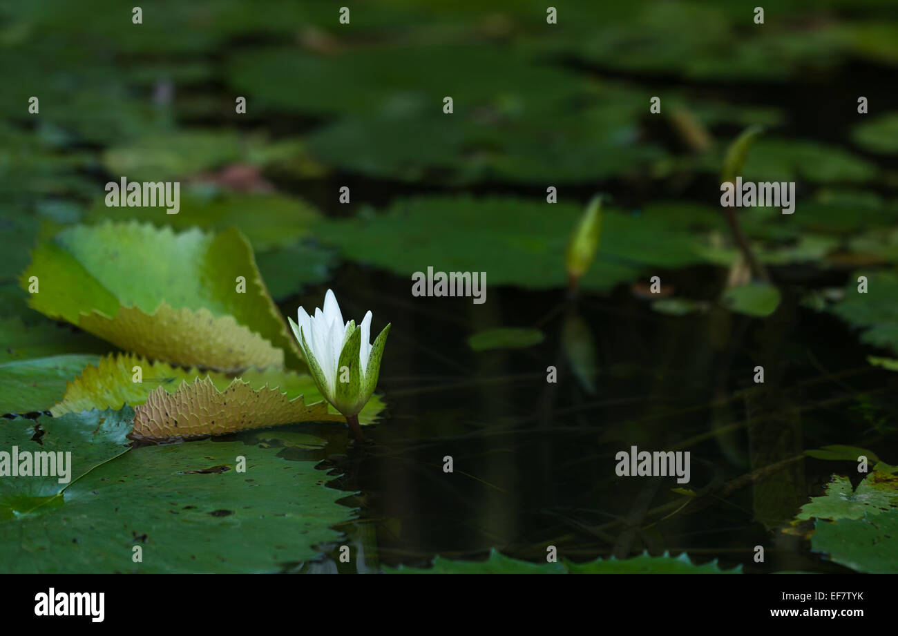 Water lily blooming Stock Photo - Alamy