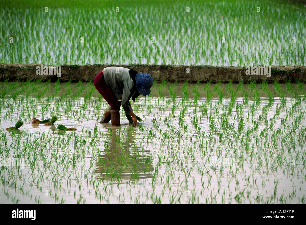Laos, Luang Nam Tha province, rice fields, farmer Stock Photo