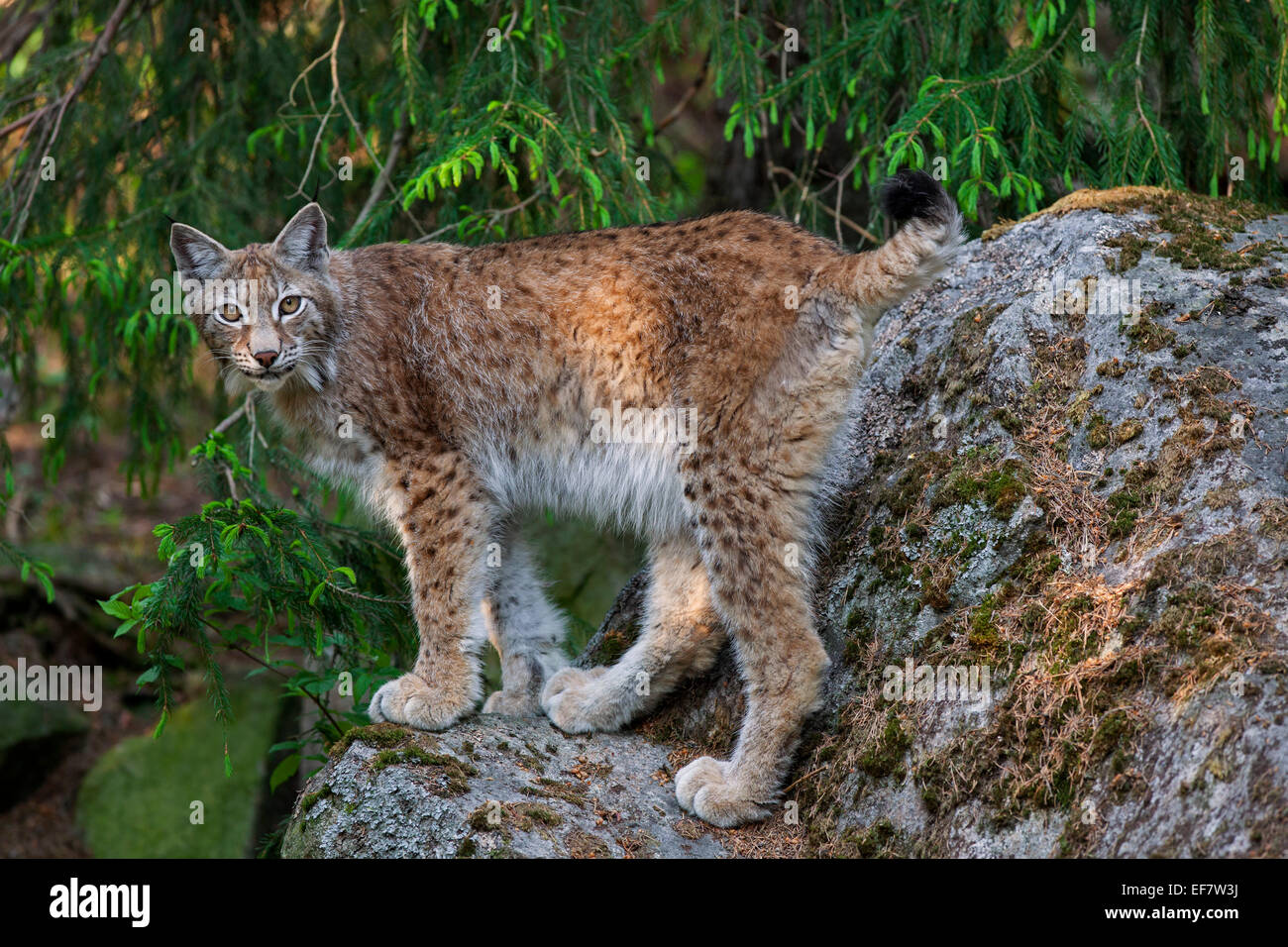 European lynx / Eurasian lynx (Lynx lynx) on rock ledge Stock Photo - Alamy