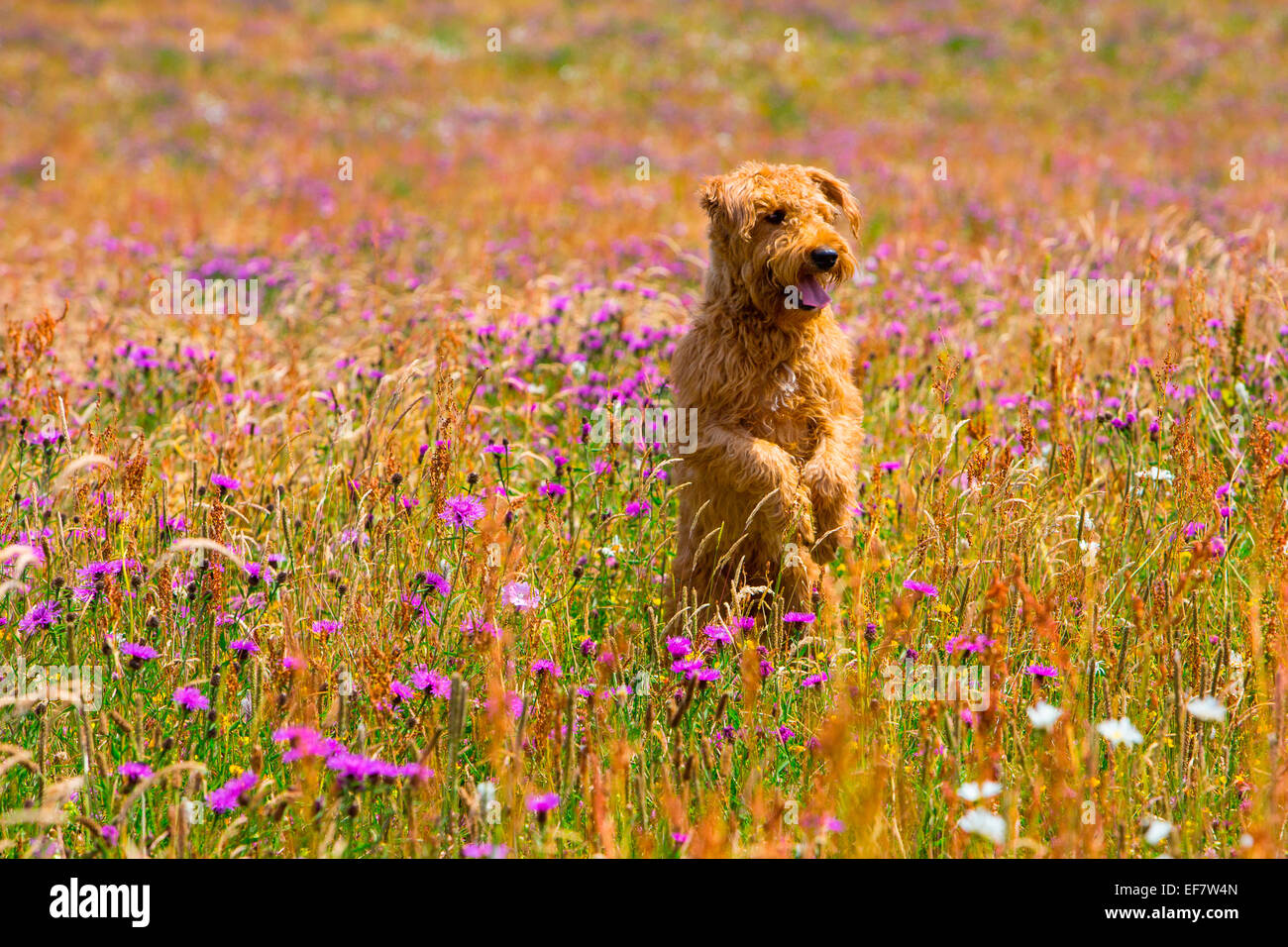 Terrier dog standing on hind legs in wildflower meadow Stock Photo