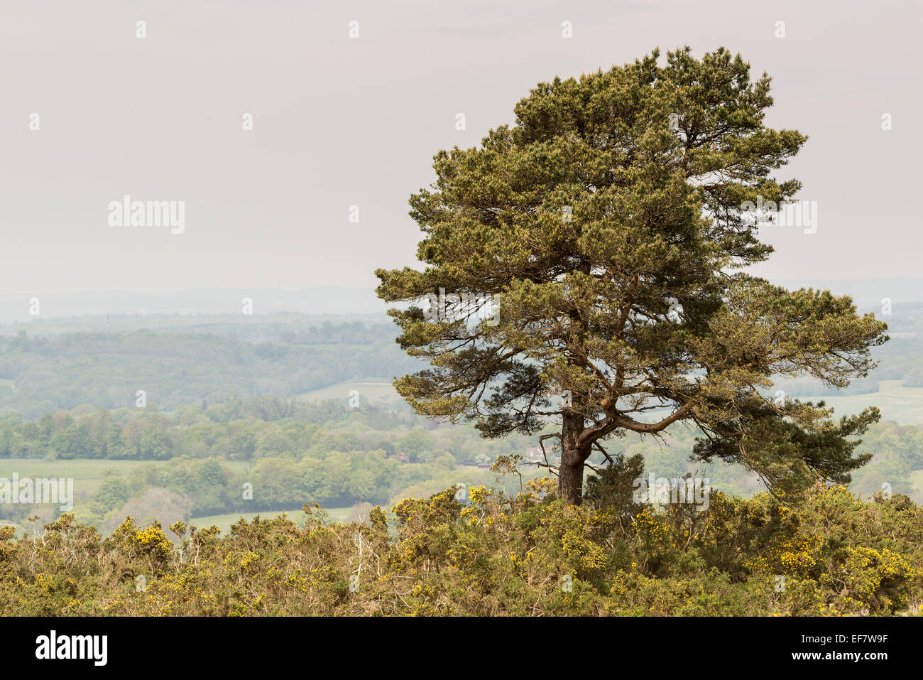 Lone pine tree on a ridge in Ashdown Forest. The area features in the children's books by AA Milne, featuring Winnie the Pooh and Christopher Robin. Stock Photo