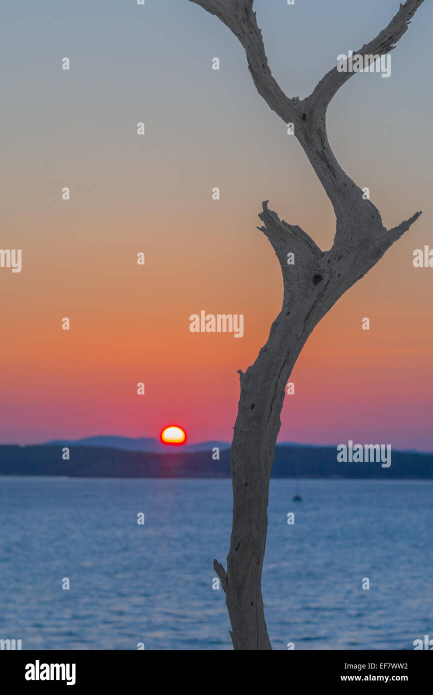 Dry tree on a background of the sea, islands and the setting sun. Stock Photo