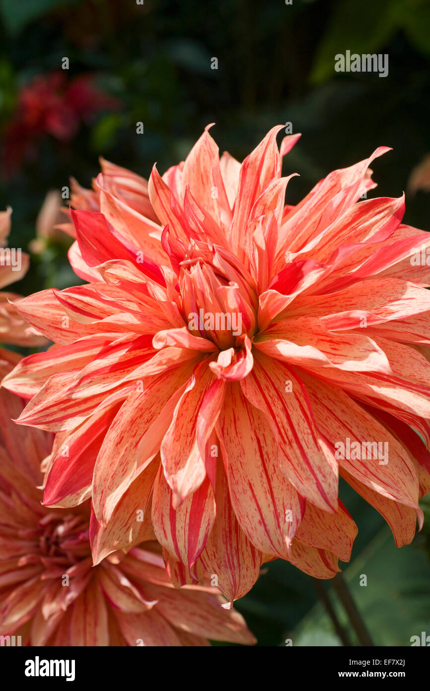 Striped Dahlia High Resolution Stock Photography and Images - Alamy