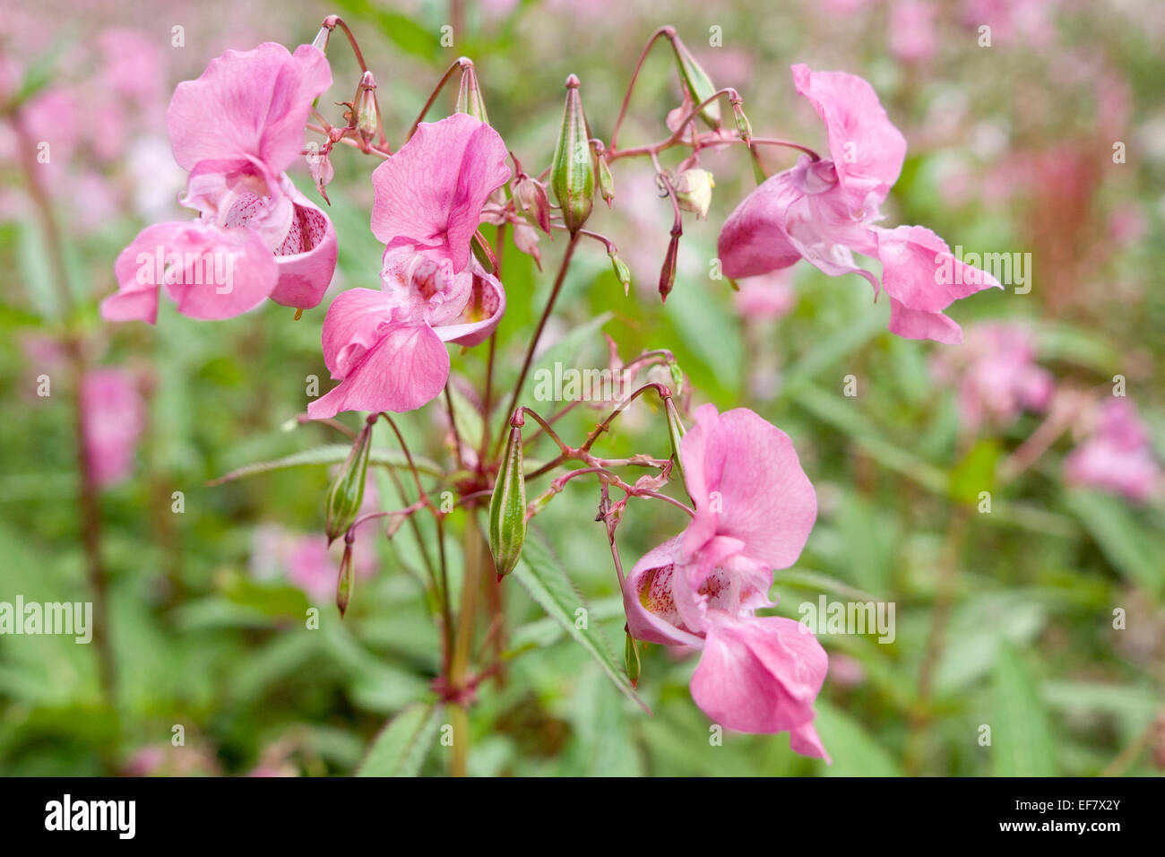 Himalayan Balsam Flowers and Seed Pods - Impatiens glandulifera Stock Photo