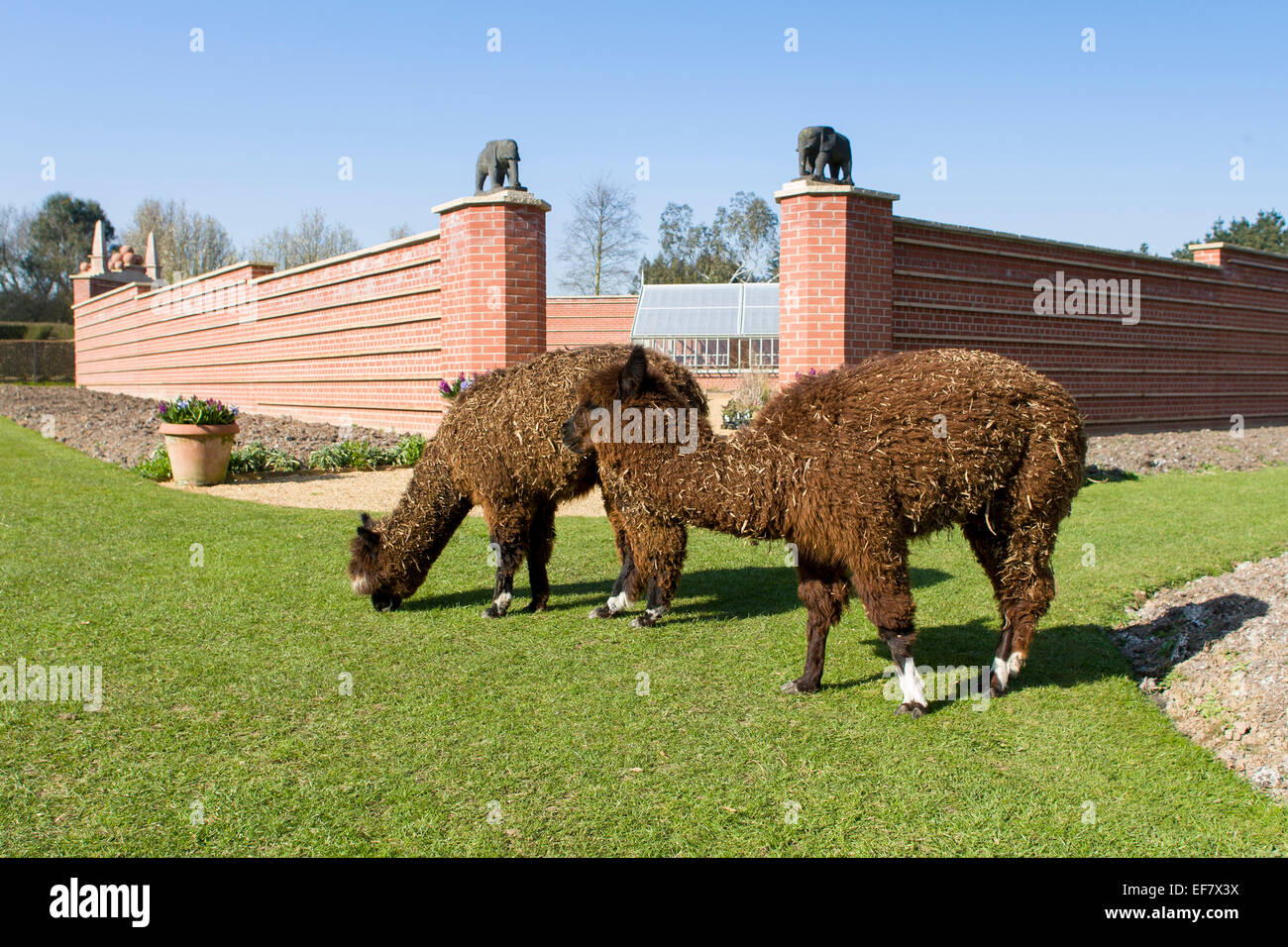 Two Llamas on Lawn at Old Vicarage Gardens East Ruston Norfolk Stock Photo