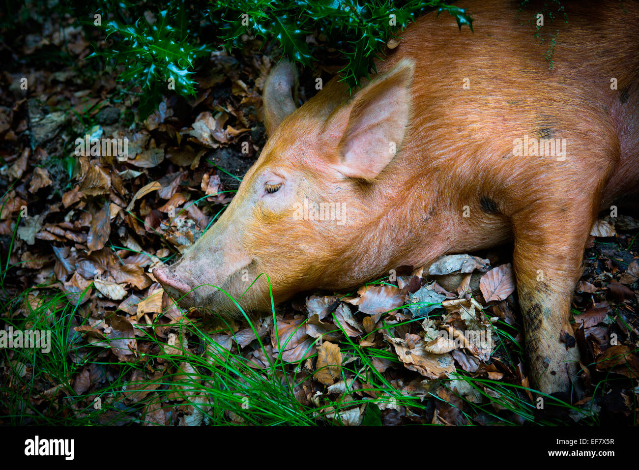 Free range tamworth pig lying on autumn leaves in woodland Stock Photo