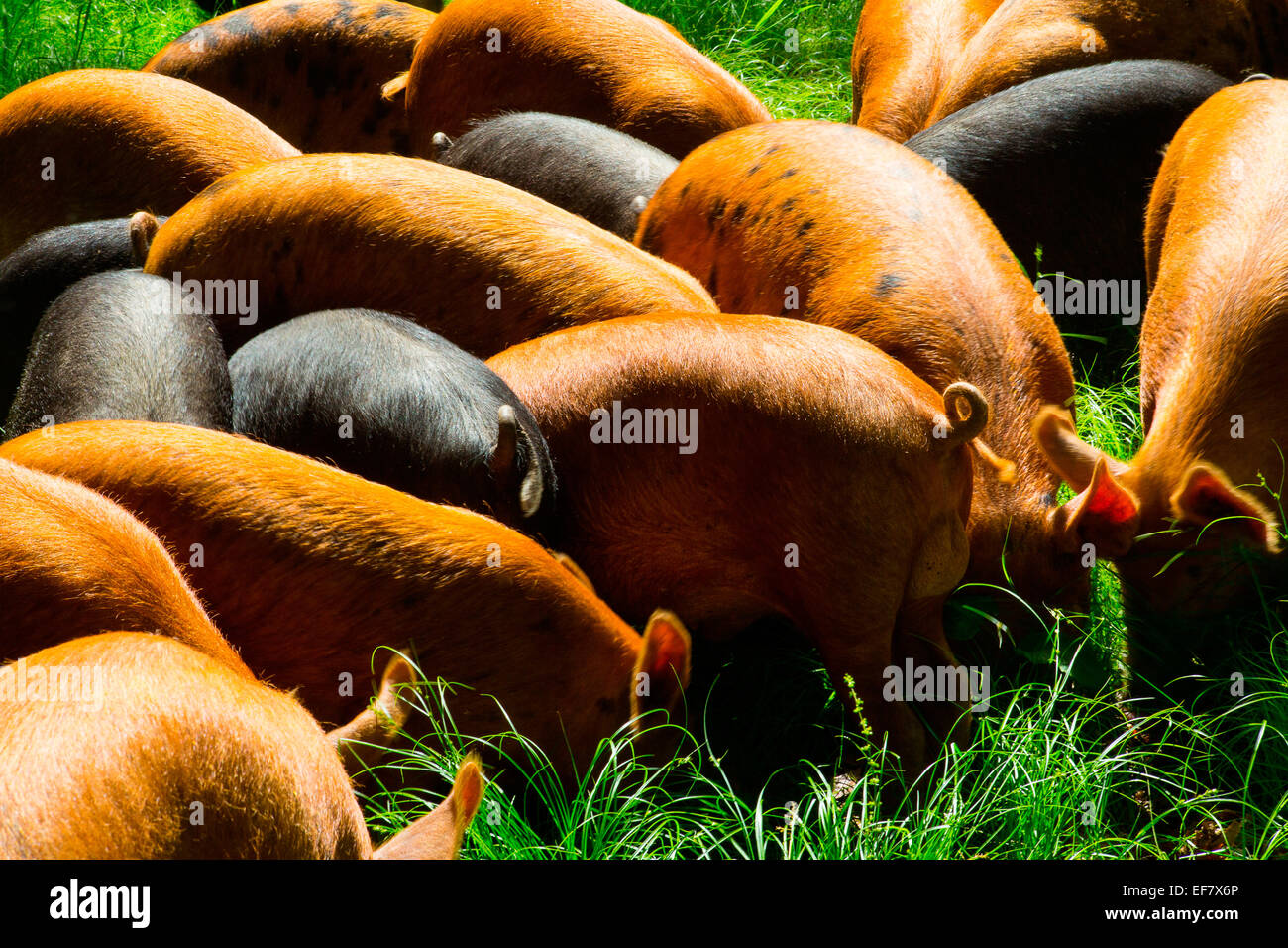 Free range tamworth and berkshire pigs foraging in sunlight Stock Photo