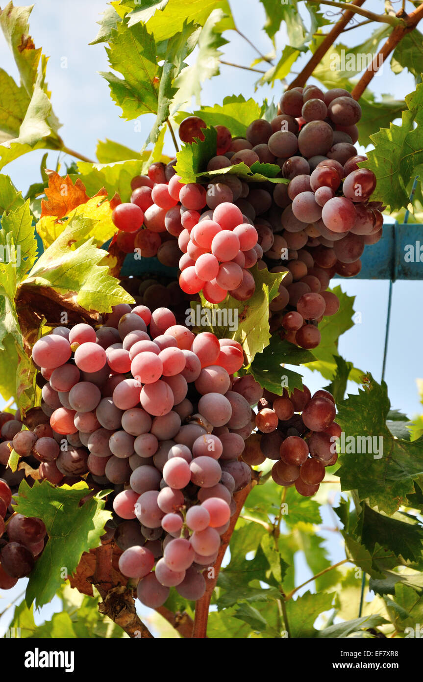 abundance of pink grape clusters Stock Photo