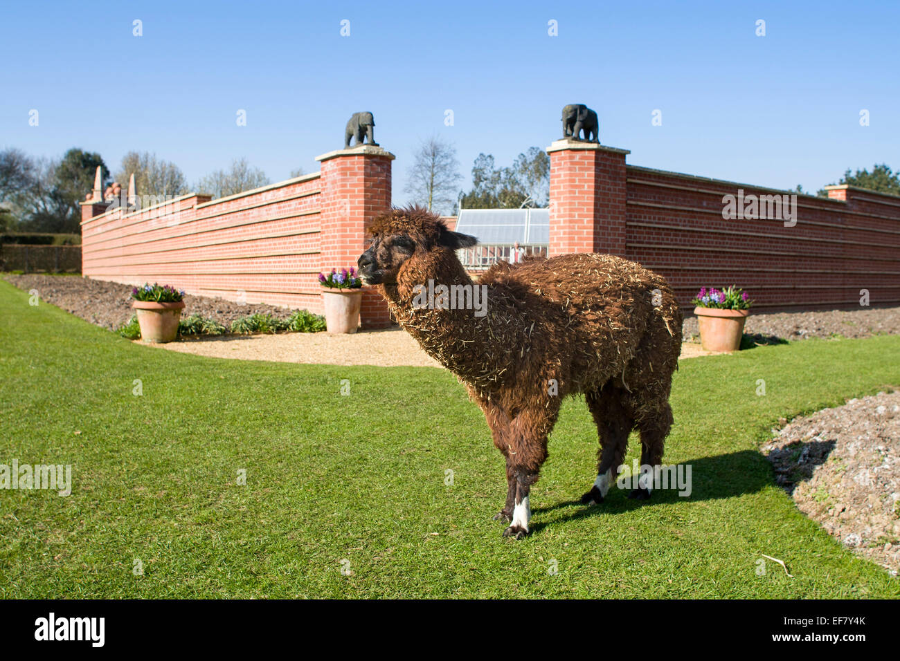 Llama on Lawn at Old Vicarage Gardens East Ruston Norfolk Stock Photo