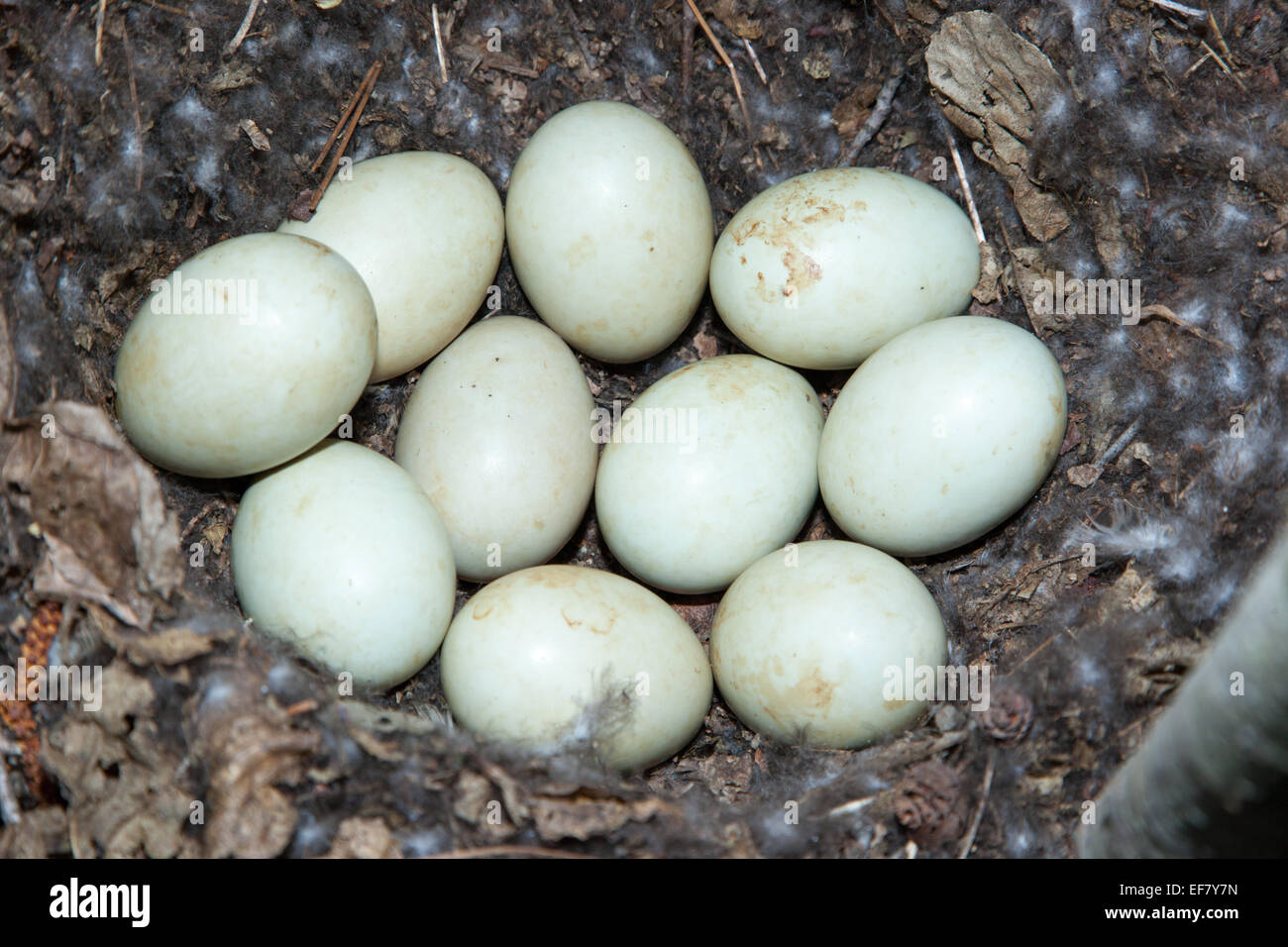 mallard duck eggs