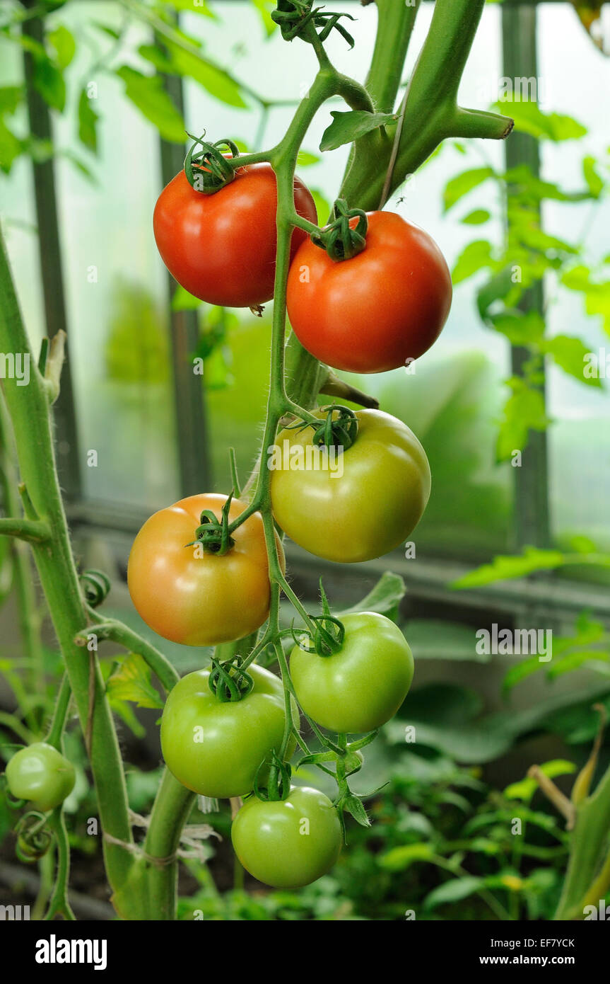branch of red tomatoes with ripe and unripe vegetables Stock Photo - Alamy