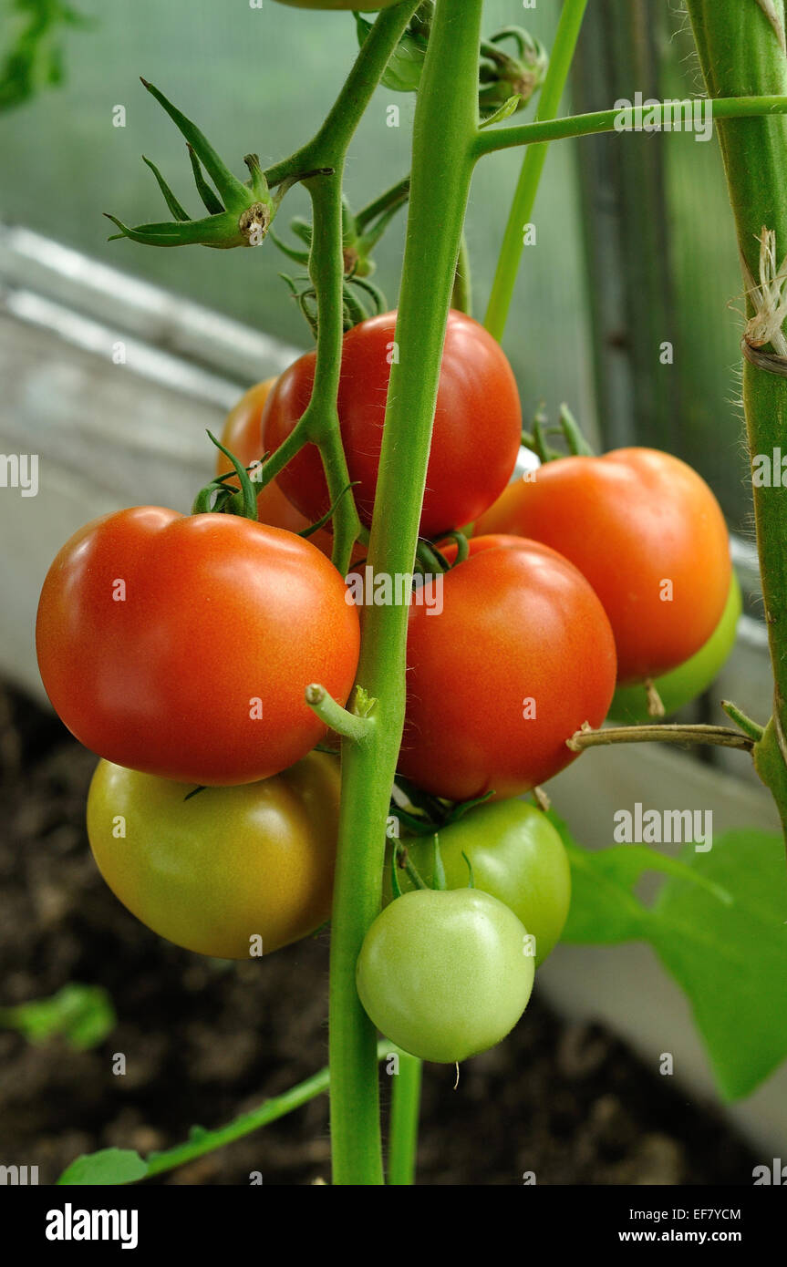branch of red tomatoes with ripe and unripe vegetables Stock Photo - Alamy