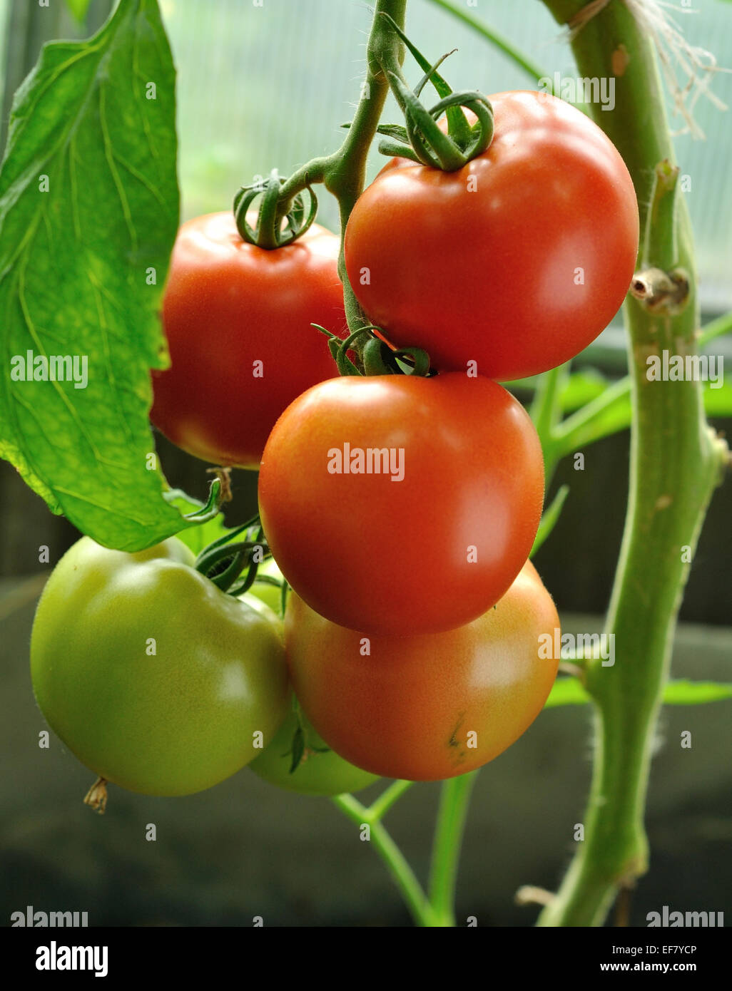 branch of red tomatoes with ripe and unripe vegetables Stock Photo - Alamy