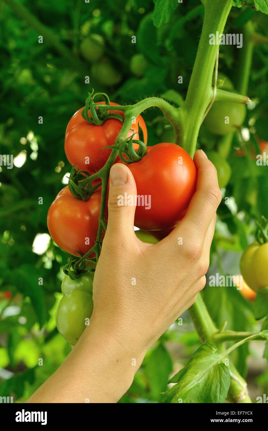 women's arm tearing off red ripe tomato on the tips Stock Photo