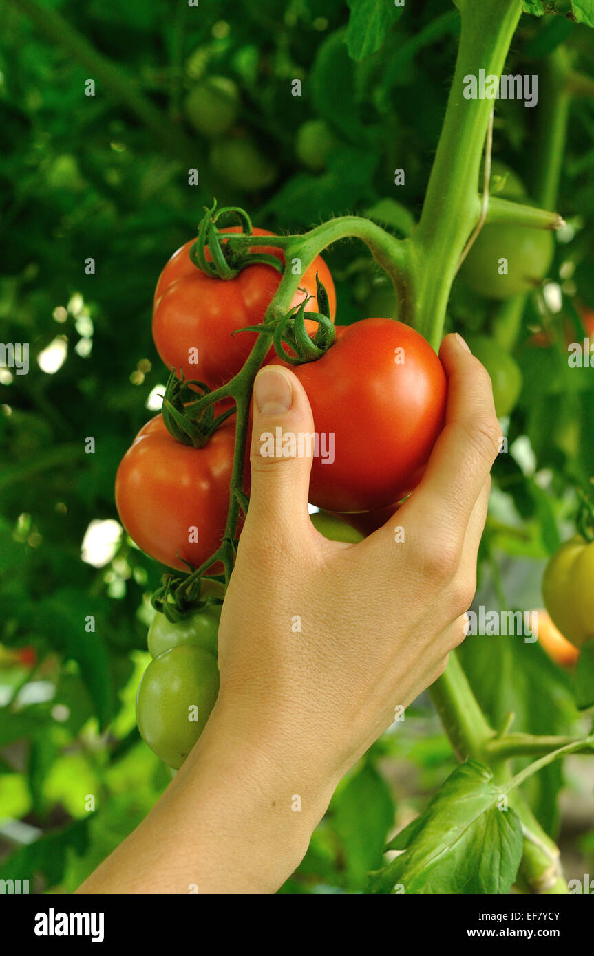 women's arm tearing off red ripe tomato on the tips Stock Photo