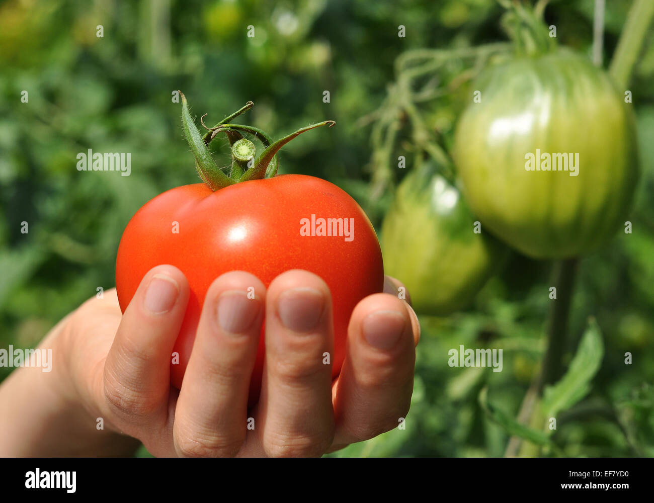 women's arm giving red ripe tomato on the tips Stock Photo