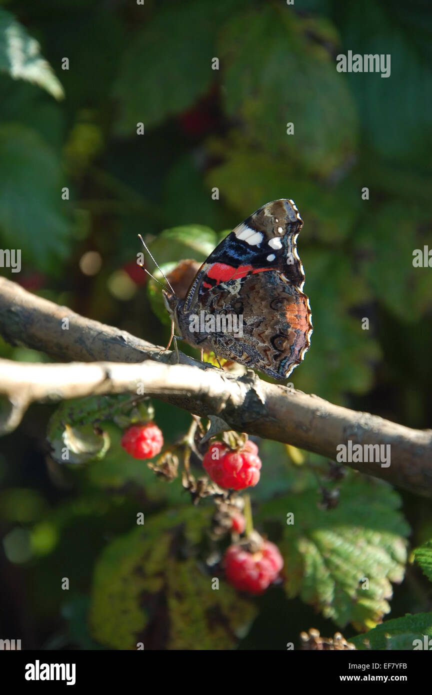 Butterfly berries hires stock photography and images Alamy