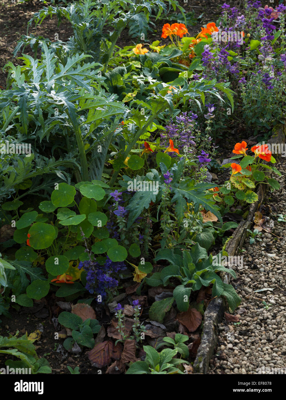 French marigolds and other flowers growing amongst artichoke plants in the vegetable garden, Rousham House, Oxfordshire, England Stock Photo