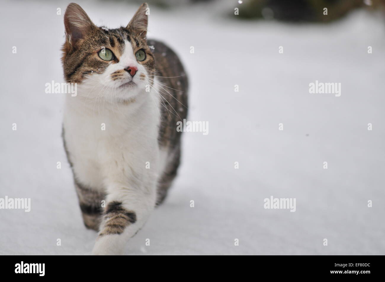 Cat prowling Through the Snow. Stock Photo