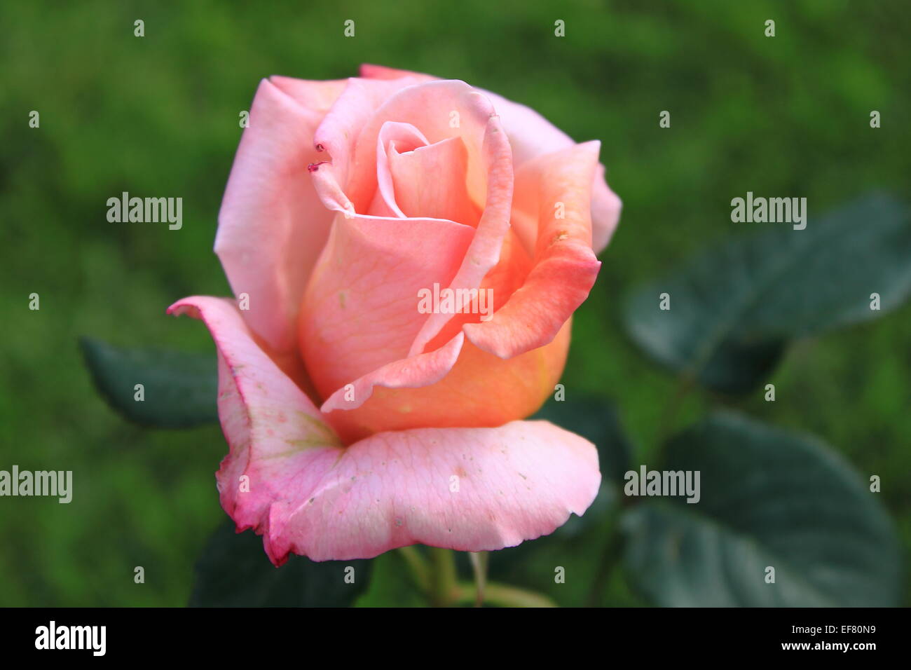 Closeup view of a beautiful pink rose Stock Photo - Alamy